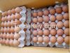 Fresh Chicken Eggs, white and brown table eggs