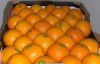 Navel, Valencia, Citrus fruit, Fresh orange Exporters, Supplier