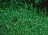 Grass seed