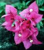 Sell bougainvillea flower