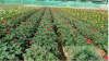 Sell Gerbera seeding plant