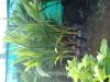 live coconut plant