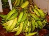 Plantain