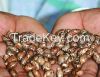 Castor Beans Seeds