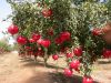 Best Quality Fresh Big Size Pomegranates