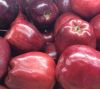 Fresh Red Delicious Apple