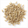 Barley Grains