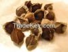 Moringa Seed