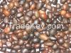 Palm Kernel Nut