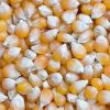  Maize | Maize Exporter | Corn Grain Seller | Maize Buyer | Bulk Maize Grain Importer | Corn bean Buyer | Corn bean Wholesaler | Corn Grain Manufacturer | Best Quality Corn Grain | Cheap Maize Supplier | Low Price Corn | Yellow Corn | White Cron | Baby Ma