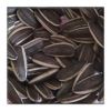 american type sunflower seeds 5009