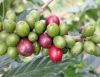 Export Coffee Beans | Arabica Coffee Beans Suppliers | Robusta Coffee Beans Exporters | Coffee Bean Traders | Wholesale Coffee Beans | Buy Coffee Beans | Bulk Coffee Bean | Green Coffee Bean Buyer | Low Price Roasted Coffee Bean | Import Coffee Bean | Cof