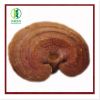 Sell Ganoderma Lucidum(Reishi)