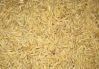 Sell organic feed grade barley