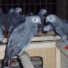 Sell African grey parrots