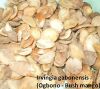 Sell ogbono seed