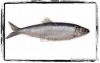 Sell Atlantic Herring Fish