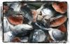 Sell Salmon Heads