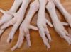 Export Chicken Paw | Chicken Feet Suppliers | Poultry Feet Exporters | Chicken Feets Traders | Processed Chicken Paw Buyers | Frozen Poultry Paw Wholesalers | Low Price Freeze Chicken Paw | Best Buy Chicken Paw | Buy Chicken Paw | Import Chicken Paw | Chi