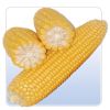  Maize | Maize Exporter | Corn Grain Seller | Maize Buyer | Bulk Maize Grain Importer | Corn bean Buyer | Corn bean Wholesaler | Corn Grain Manufacturer | Best Quality Corn Grain | Cheap Maize Supplier | Low Price Corn | Yellow Corn | White Cron | Baby Ma