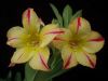 Sell Adenium Obesum, Desert rose seeds