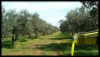 Olive Oil