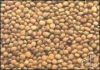 'HGC-365' variety Guar seeds for Sale