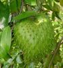 Sell Soursop / Graviola Fruits