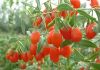 Goji Fruit Extract