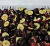 Sell frozen plum halves