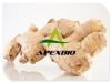 Sell Ginger extract