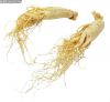 Sell Panax Ginseng Extract Powder