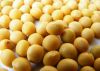 Sell Soybean extract (Isoflavones)