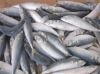 Sell Frozen sardine fish