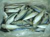 Sell Indian mackerel