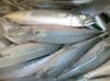 Sell Atlantic Horse Mackerel Fish