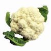 Sell Fresh Cauliflower