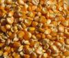 high quality range of Yellow Corn