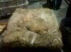 Wet Salted Merino Sheep Skins