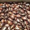 Sell castor seed for refining