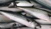 Sell Mackerel, Bonito, Tilapia Fish