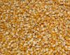  Maize | Maize Exporter | Corn Grain Seller | Maize Buyer | Bulk Maize Grain Importer | Corn bean Buyer | Corn bean Wholesaler | Corn Grain Manufacturer | Best Quality Corn Grain | Cheap Maize Supplier | Low Price Corn | Yellow Corn | White Cron | Baby Ma