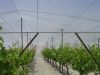 HDPE Shade Netting