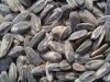 Sunflower Seeds