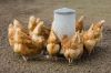 chicken feed for sale