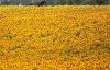 Export Refined Sunflower Oil | Pure Sunflower Oil Suppliers | Refined Sunflower Oil Exporters | Refined Sunflower Oil Traders | Refined Sunflower Oil Buyers | Pure Sunflower Oil Wholesalers | Low Price Sunflower Oil | Best Buy Sunflower Oil | Buy Sunflowe