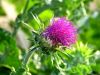 Milk thistle seeds usa