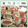 Selling Rhodiola Plant Extract