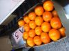 Sell Navel Oranges