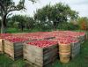 Fresh Apples for sale